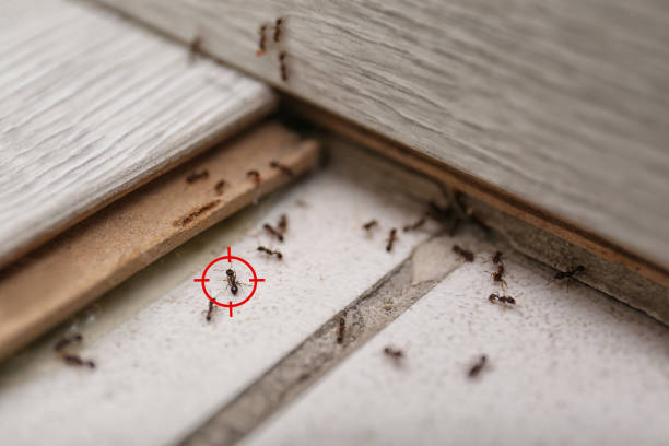 Best Best Pest Control Companies  in Flatonia, TX