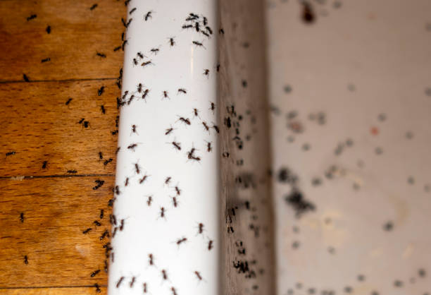 Best Best Pest Control Companies  in Flatonia, TX